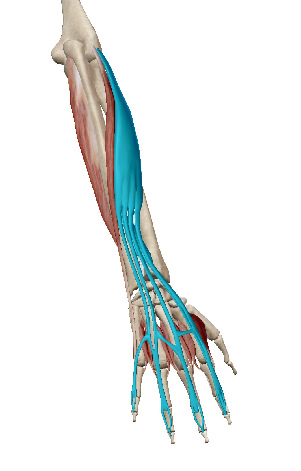 Wrist / Hand Extensors anatomy