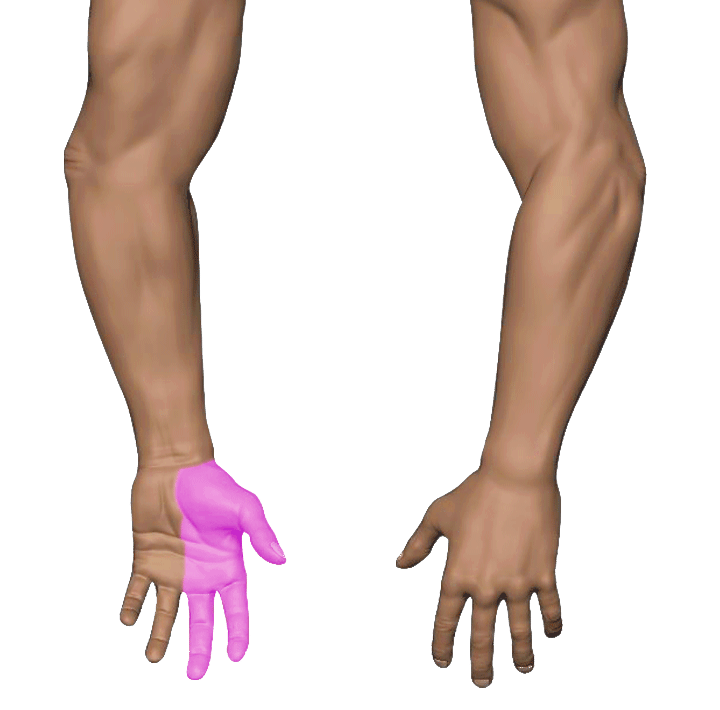 Median Nerve