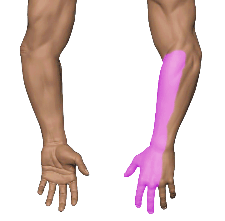 Radial Nerve