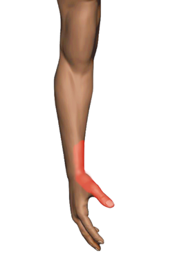 Thumb Extensors