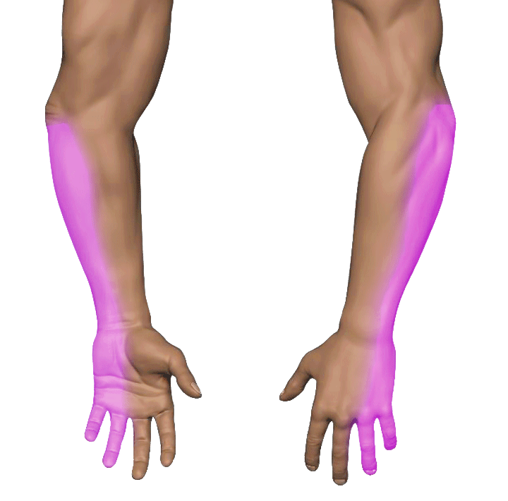 Ulnar Nerve