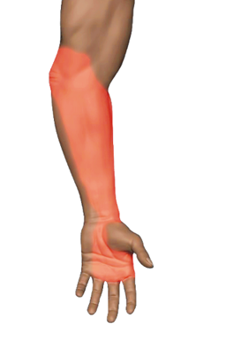 Wrist Flexors